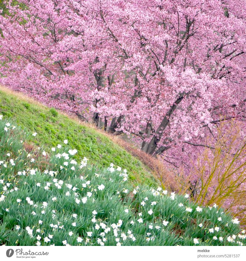frühlingshafte Farbexplosion Frühling Wiese Blume Gras Blumenwiese Blüte Blühend grün Wiesenblume Umwelt Garten Park gartenschau Kirsche Kirschblüte