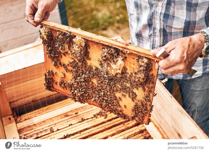 Imker bei der Arbeit im Bienenstock. Entnahme der Honigwaben aus dem Bienenstock mit Bienen auf den Waben. Erntezeit im Bienenstock Liebling Bienenkorb