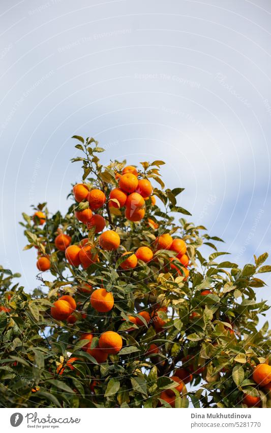 Reife Orangen auf einem Baumzweig an einem sonnigen Tag mit blauem Himmel orange Frucht reif Ackerbau Lebensmittel Gesundheit natürlich Ast organisch frisch