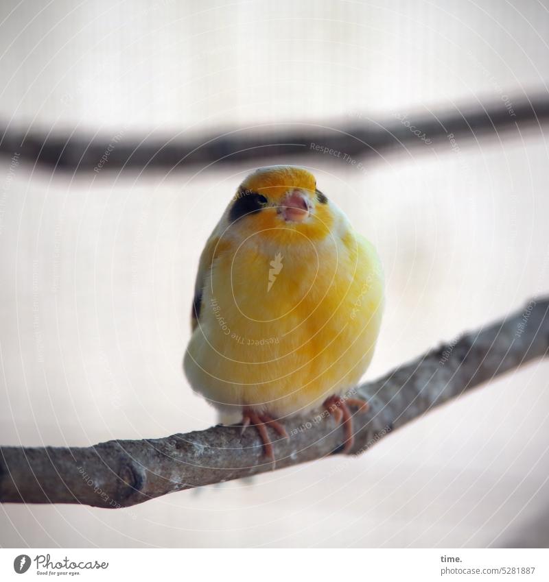 MainFux | Matz Piep Vogel Kanarienvogel Stange sitzen voliere gelb Tier Tierportrait Gefieder Schnabel Singvogel