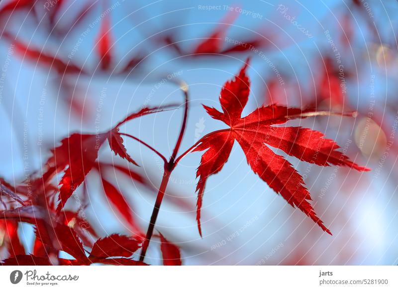 Blatt eines Roten Fächer-Ahorns an einen Fächer-Ahornbaum in der Sonne rot Baum Fächer Ahorn Morgensonne licht schatten Frühling Herbst Natur Ahornblatt
