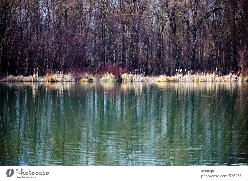 Am See Ausflug Natur Landschaft Herbst Wald Seeufer einfach kalt schön trist Stimmung ästhetisch Farbfoto Gedeckte Farben Außenaufnahme Strukturen & Formen