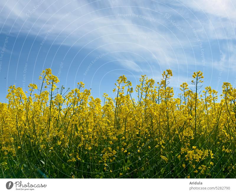 Blühendes Rapsfeld mit Schleierwolken No. 2 Blüten Blumen Rapsöl Energie Futterpflanze Biotreibstoff Frühling Mai Rapsblüte Feld Landwirtschaft Agrarwirtschaft