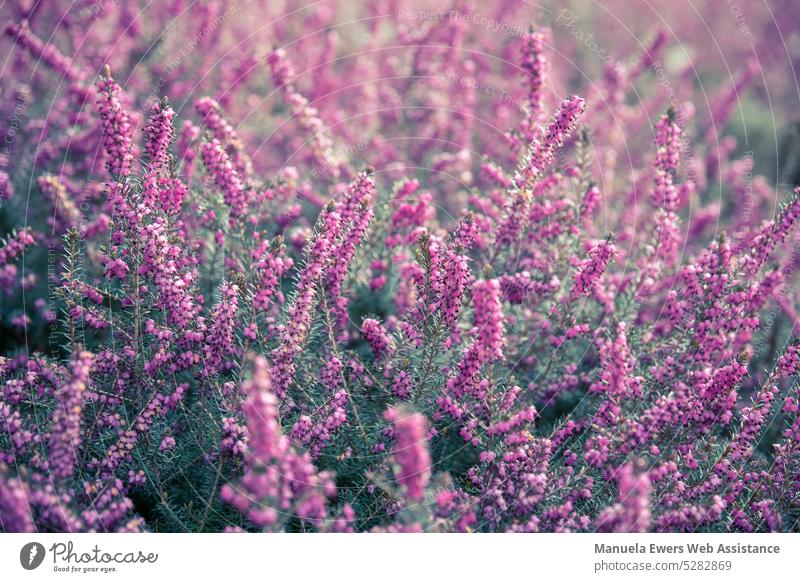 Nahaufnahme eines Heidekrautfelds (Erika-Pflanze) heidekraut erika lavendel pflanze lila violett lavendel ähnlich lavendelfeld heidelandschaft pastell