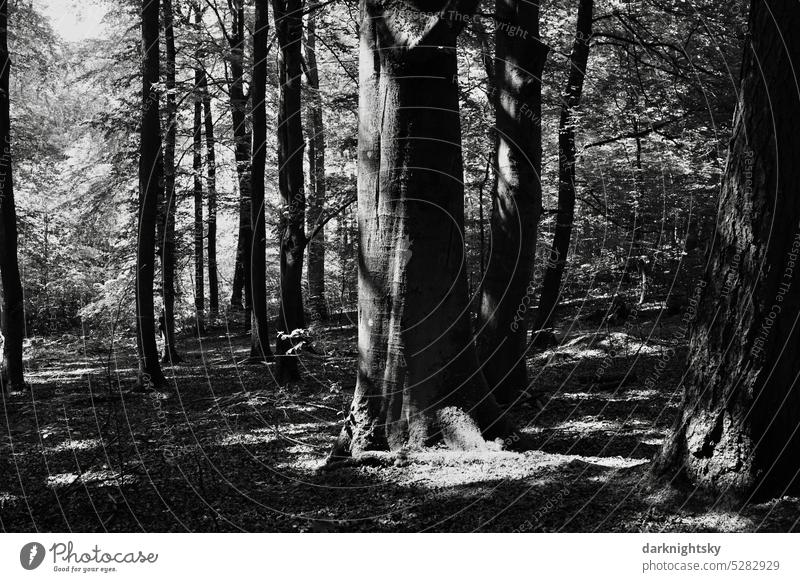 Mischwald aus alten und jungen Laubbäumen, urwaldartig Baum Stamm Wald Laubwald Natur Erholung Sauerland Menschenleer Außenaufnahme Sonnenlicht Schönes Wetter