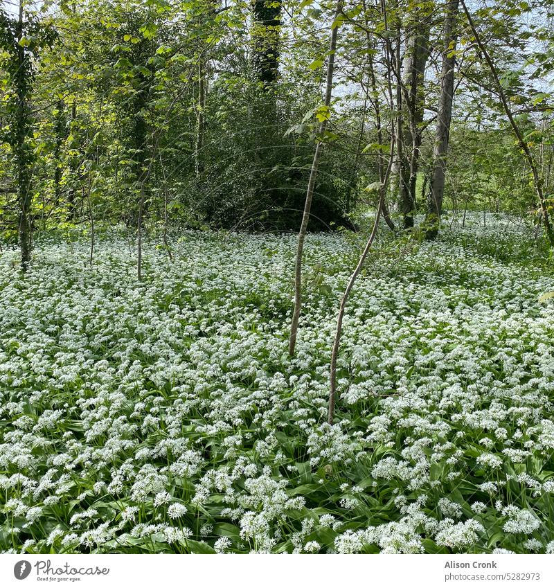 Bärlauch in Blüte Knoblauch Waldboden Futter Nahrungssuche Waldgebiet Bärlauchernte Bärlauchwald Lebensmittel frisch wild Pflanze grün Blume Blattknoblauch