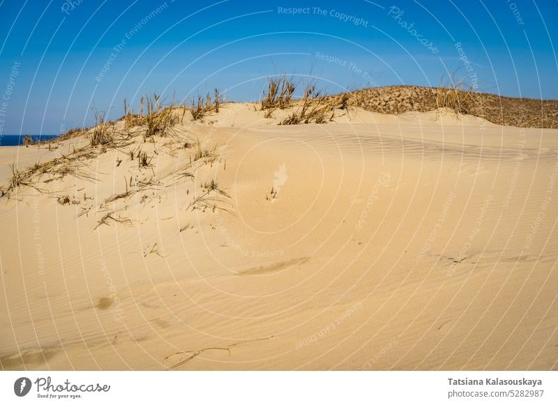 Die Grauen Dünen oder Toten Dünen sind sandige Hügel mit ein paar grünen Flecken auf der litauischen Seite der Kurischen Nehrung. Tote Dünen Kurische Nehrung