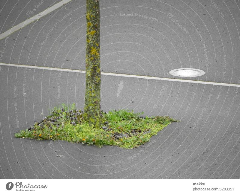 Ein Fleckchen Natur Baum Baumstamm Umwelt grün Viereck Parkplatz Asphalt Markierung parken Verkehr Linie Straße Wege & Pfade Zeichen Schilder & Markierungen