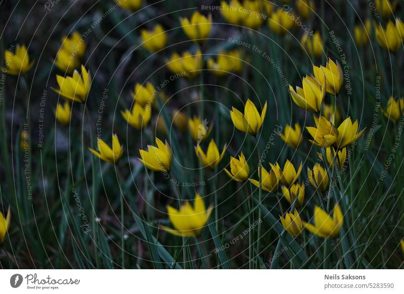 Gelbe wilde Tulpen im Park. Frühlingsblumen. Hintergrund schön Blütezeit Überstrahlung Dekoration & Verzierung dekorativ filigran Umwelt geblümt Blume frisch
