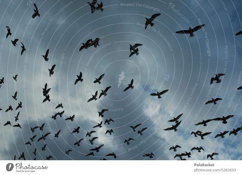 #A0# Flashback Vögel viele Herde menge fliegen Möwenvögel möwen bedrohlich