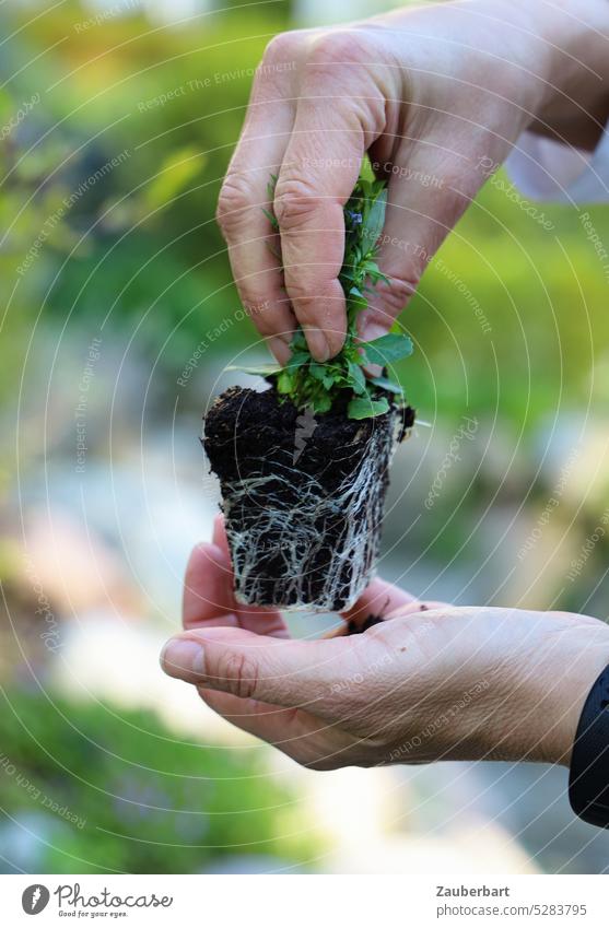 Kleine Pflanze mit Ballen wird von zwei Händen für das Einpflanzen vorbereitet einpflanzen Hand Garten Gartenarbeit gärtnern grün Natur Gärtner Wachstum