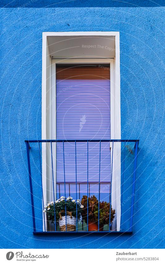 Hohes, schmales Fenster in blauer Fassade, französischer Balkon, Blumentöpfe hoch Balkongitter Jalousie Ausblick Topfblumen Stadt Stadtleben Wohnung eng beengt