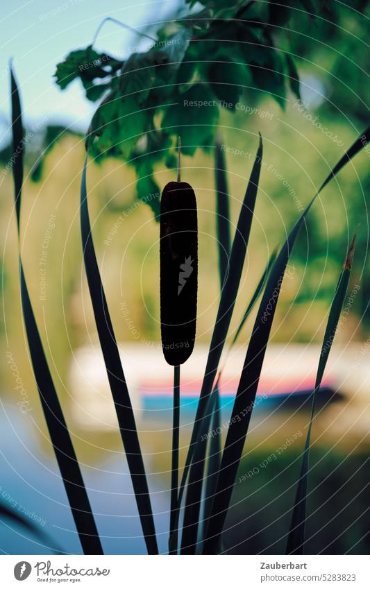 Rohrkolben mit zarten Blättern im Gegenlicht vor Seeufer Lampenputzer ruhig stimmung stimmungsvoll sommer sommerlich Erholung baden Natur Wasser Sonnenlicht