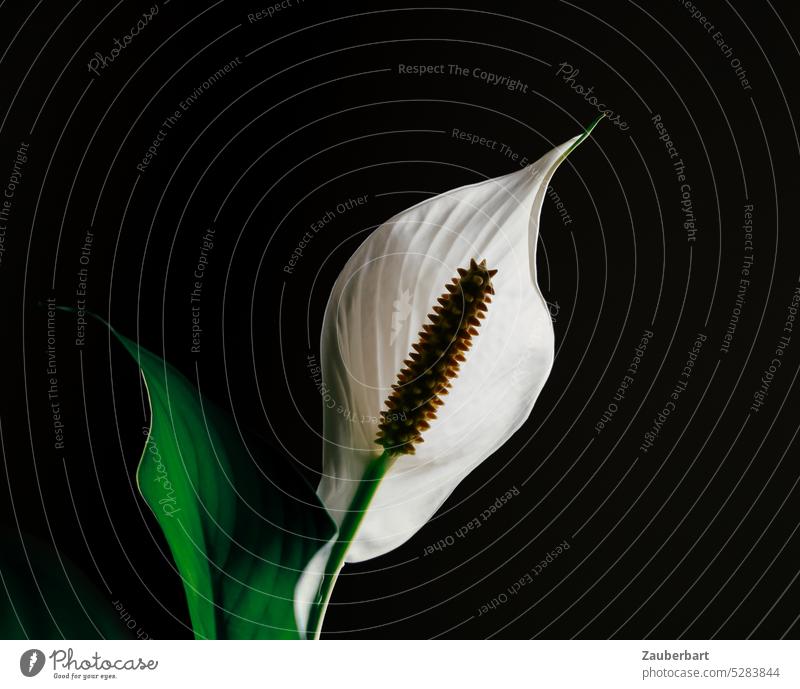 Weiße Blüte des Einblatts (Spathiphyllum wallisii)  im Gegenlicht vor schwarzem Hintergrund Friedenslilie Blattfahne weiß Skulptur Licht Pflanze Blume