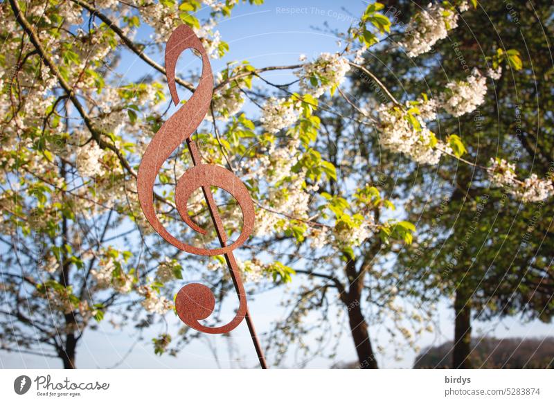 Hier spielt die Musik Natur Kirschblüten Notenschlüssel Symbol Naturklänge Melodie schönes Wetter Harmonie Inspiration Blühend summen Frühling Kirschbaum