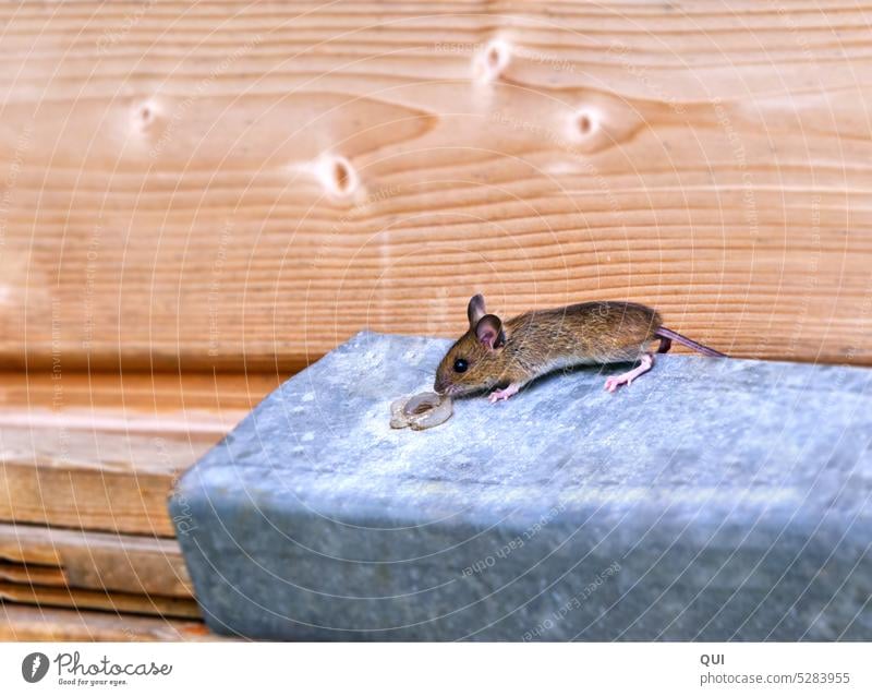 neugierige kleine Waldmaus auf Futtersuche Maus Nagetier Hunger Neugier Suche große Augen große Ohren niedlich mutig unvorsichtig süß Tier winzig Nagetiere Fell