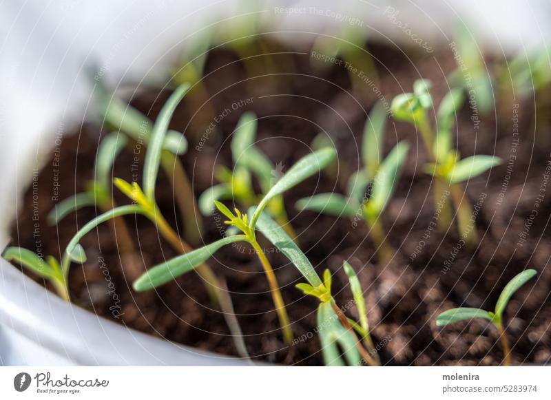 Kleinwüchsige Microgreens sprossen Mikrogrün sprießen wachsend klein Topf Boden Gemüsegarten Stärke Vitalität Pflanzen Gartenarbeit sonnig Frühling Suppengrün