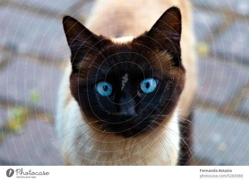 Katze. Streunende Katze, die durch die Straßen von Madrid läuft. Tierischer Begleiter. Katze mit blauen Augen und mit schwarzen Gliedmaßen. Sehr gutmütiges Haustier. Fotografie einer Katze.