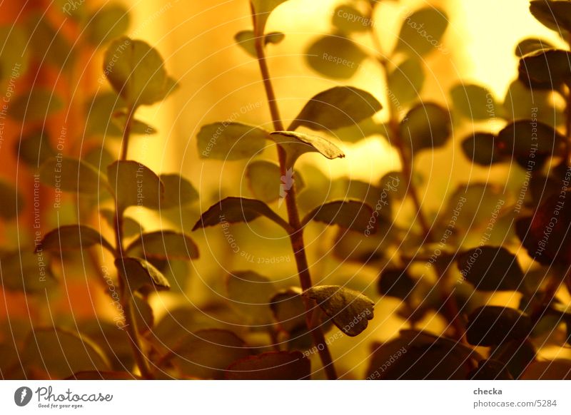pflänzle Pflanze Makroaufnahme gold Schönes Wetter Sonne athmosphäre