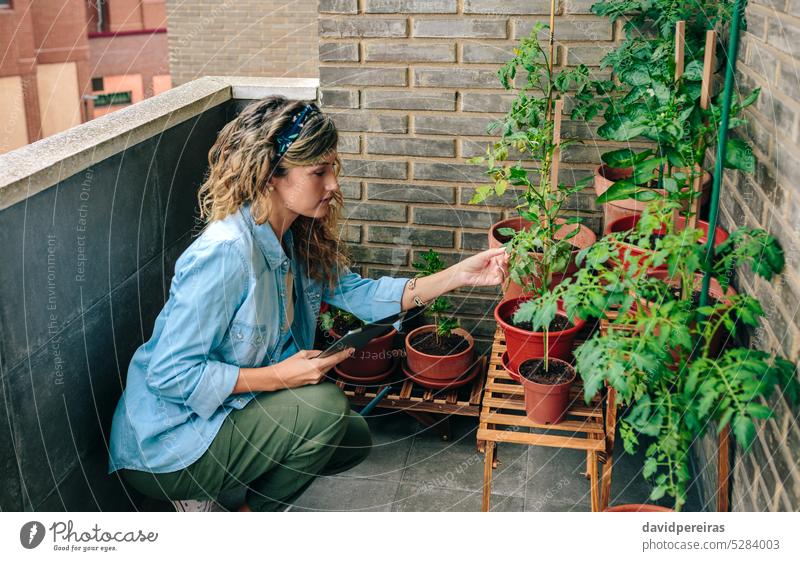 Frau prüft Pflanzen eines städtischen Gartens auf der Terrasse und hält ein digitales Tablet in der Hand Dachterrasse urban Gärtner Überprüfung Blatt