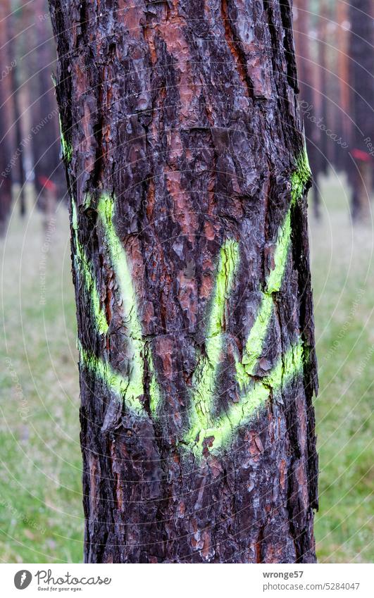 Grüne Markierungspfeile an einem Kiefernstamm Baum Harzgewinnung Nadelbaum Stamm markiert farbige Markierung Pfeilzeichen Wald Baumstamm Holz Außenaufnahme