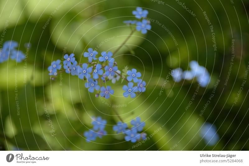 Kaukasus-Vergissmeinnicht mit schwebenden blauen Blüten | Frühlingserwachen Kaukasusvergissmeinnicht hellblau grün hellgrün zart zarte Blüten blühend Blütezeit