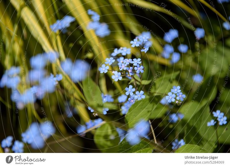 Kaukasus-Vergissmeinnicht mit schwebenden blauen Blüten | Frühlingserwachen III Kaukasusvergissmeinnicht hellblau grün hellgrün zart zarte Blüten blühend