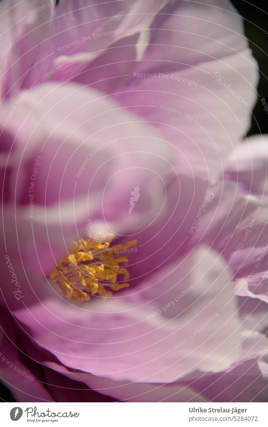 Paeonia | rosa Blüte einer Strauch-Pfingstrose |Frühlingserwachen Nahaufnahme Blütenblatt Blütenblätter gelb Staubgefäße Pflanze blühend Detailaufnahme zart