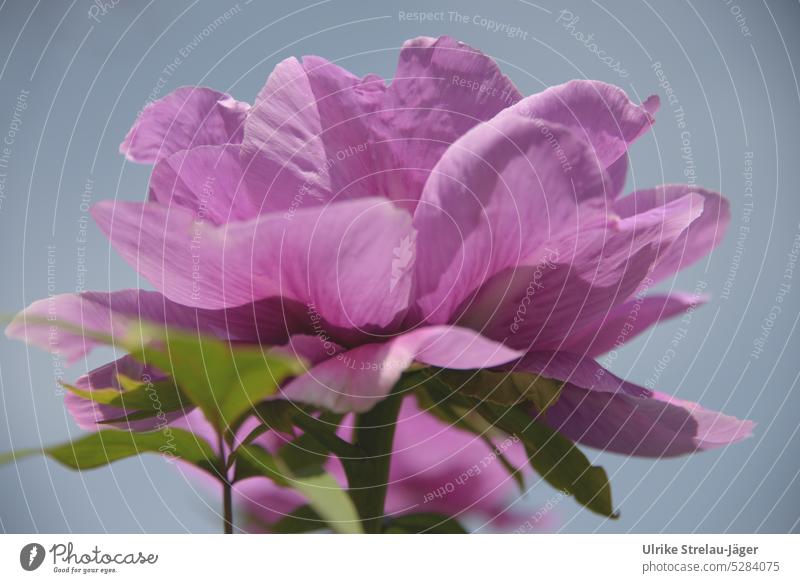 Paeonia | rosa Blüte einer Strauch-Pfingstrose |Frühlingserwachen II Nahaufnahme Blütenblatt Blütenblätter Pflanze blühend Detailaufnahme zart Frühlingsgefühle