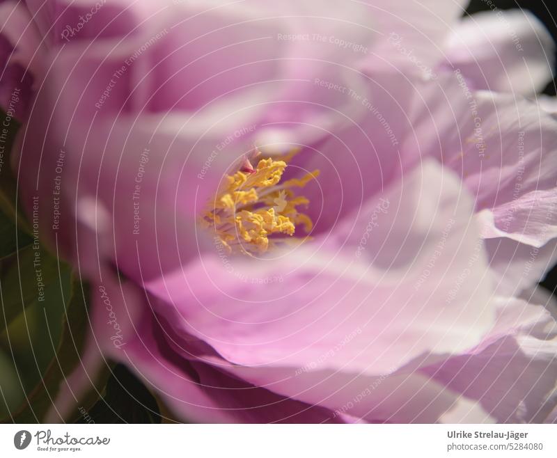 Paeonia | rosa Blüte einer Strauch-Pfingstrose |Frühlingserwachen IV Nahaufnahme Blütenblatt Blütenblätter gelb Staubgefäße Pflanze blühend Detailaufnahme zart
