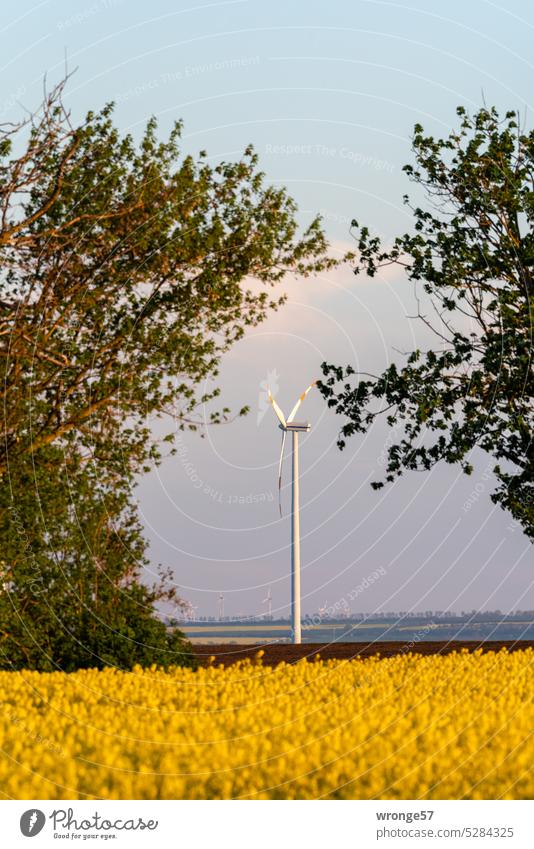 Ein Windrad hinterm blühenden Rapsfeld Windkraftanlage Erneuerbare Energie Energiewirtschaft Elektrizität Windenergie Technik & Technologie Klimawandel