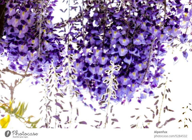 MainFux | erst blau dann Regen Blauregen violett Pflanze Frühling Natur blühen lila Blüten Kletterpflanze Außenaufnahme abstrakt Unschärfe Blume natürlich