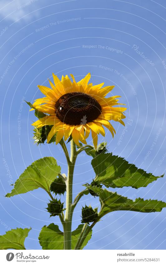 Froschperspektive | Sonnenblume Sommer Blume groß Himmel gelb Blüte Natur Pflanze Blühend Garten Nutzpflanze leuchtend Wachstum Größe wachsen in den Himmel