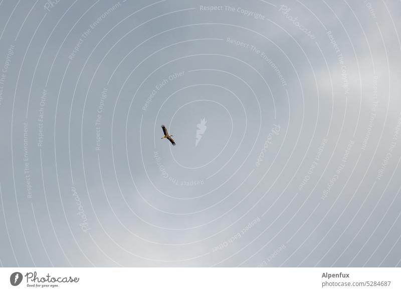 MainFux | Froschadler Storch fliegen Wildtier Farbfoto Außenaufnahme Tier Himmel Vogel Weißstorch Natur Tierporträt Spannweite fliegt Tag