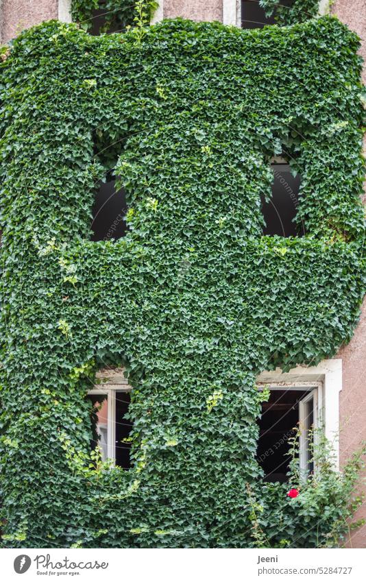 Hier wohnt Dornröschen Haus zugewachsen Rose grün Natur Pflanze Turm Fenster Gebäude alt Burg oder Schloss Wand Fassade begrünt Dornen Efeu Märchen