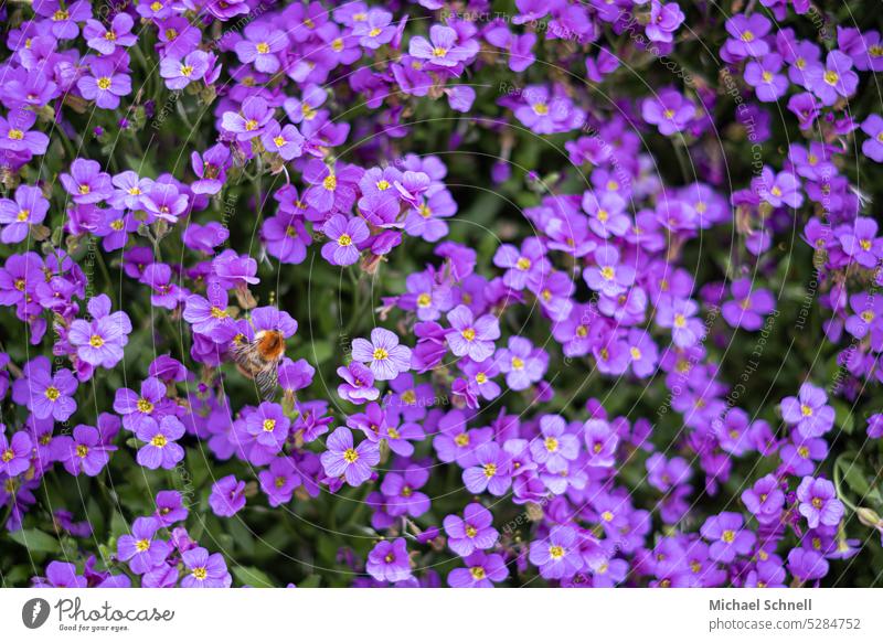 Find die Hummel (Pflanze = Blaukissen, Aubrieta) Hummel auf Blüte versteckt Nektar sammeln Natur Insekt Garten blaukissen viele lila bestäuben Außenaufnahme