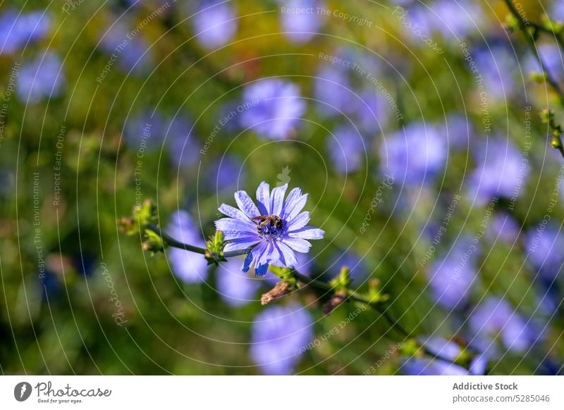 Blühende blaue Gänseblümchen auf einem Feld Cichorium intybus blauer Löwenzahn Blaumatrosen blaues Unkraut Koje Kaffeekraut Kornblume hendibeh
