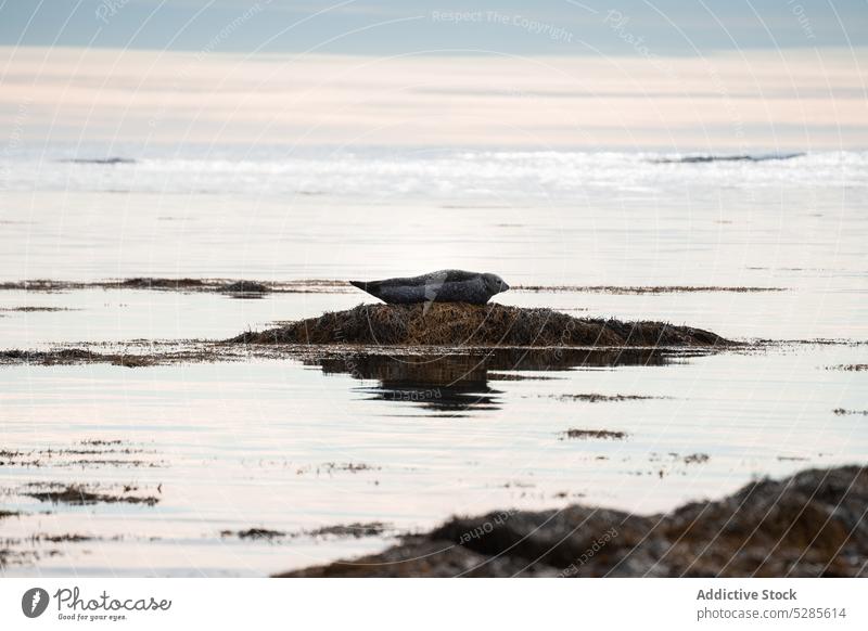 Robbe schwimmt im Meer Landschaft Meereslandschaft MEER Siegel schwimmen malerisch Wasser Natur Tier Rippeln Umwelt Tierwelt wild hoch Felsen Himmel aqua Klippe