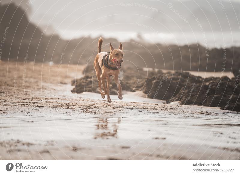 Aktiver Hund, der im Sonnenlicht am sandigen Meeresufer läuft podenco andaluz laufen Strand spielen aktiv Tier Haustier ausspannen Eckzahn Reinrassig MEER Sand