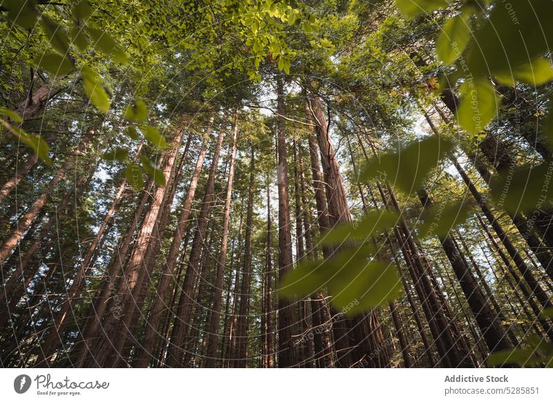 Hohe Bäume wachsen im Wald Baum Natur Kofferraum Pflanze Blauer Himmel hoch Flora Laubwerk Wälder grün Spanien Asturien Wachstum Blatt Umwelt vegetieren Sonne
