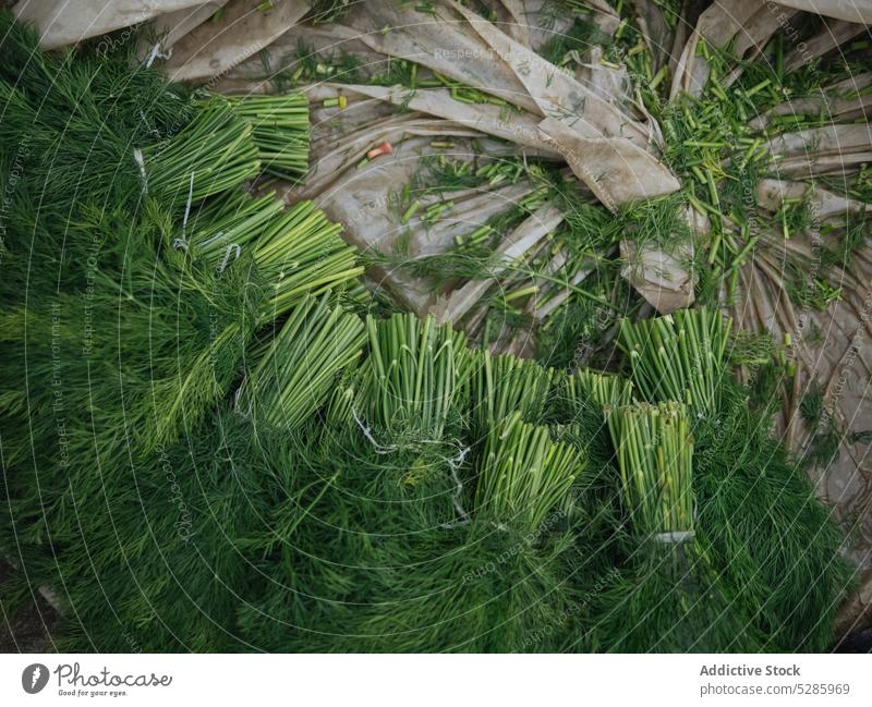 Grüner Dill auf die Oberfläche gelegt Kunststoff Tasche Kraut Zweig Ernte organisch frisch natürlich Bauernhof Ackerbau Bestandteil roh Gesundheit reif Pflanze