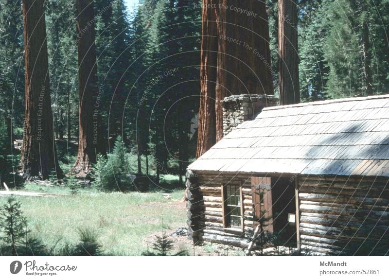 Yosemite Baum Wald Haus Holzhaus Yosemite NP Nationalpark Kalifornien USA Kraft Riesenbaum giant trees woods wooden house seqoias