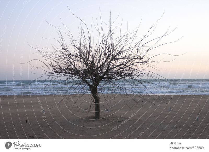 Baum am Meer Natur Pflanze Sand Wasser Wolkenloser Himmel Sonnenaufgang Sonnenuntergang Schönes Wetter Küste Strand Bucht Nordsee Ostsee Insel Menschenleer