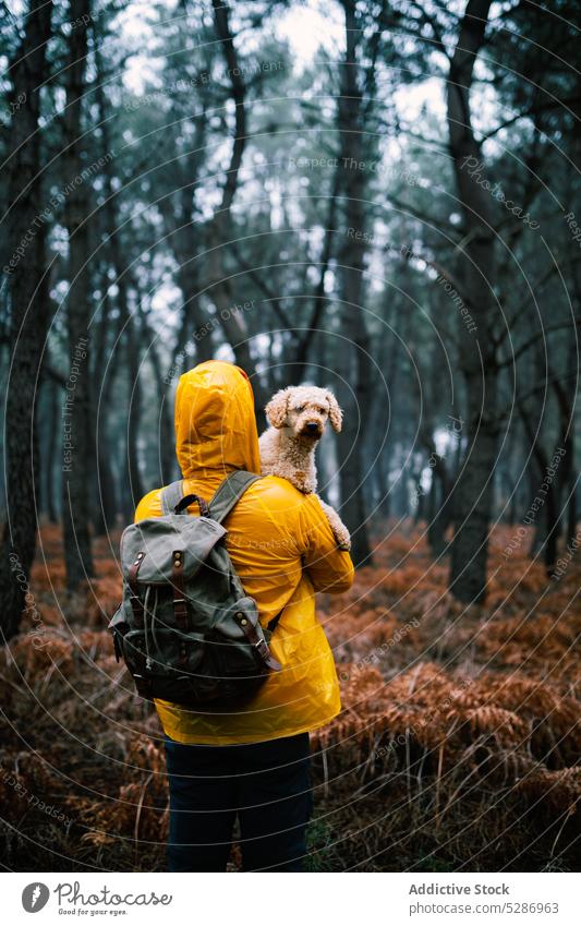 Besitzerin hält kleinen Hund im Wald im Herbst Tourist Welpe Weg Baum Wälder Haustier Waldgebiet erkunden bedeckt Fußweg Wetter Landschaft Straße Holz