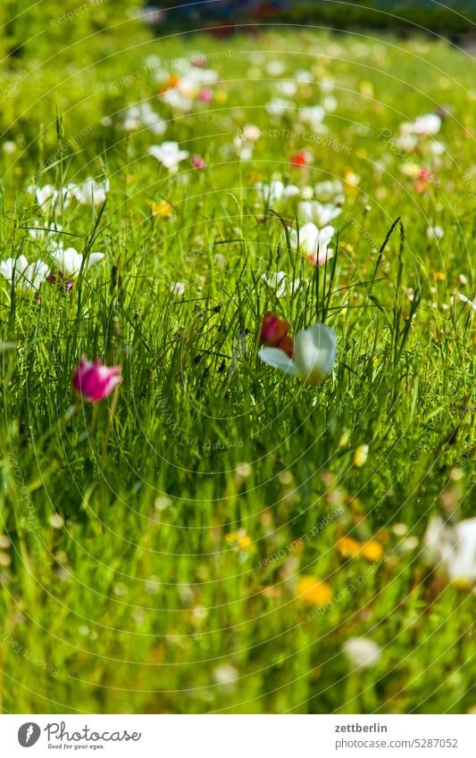 Kleines Stück Wiese garten wiese gras blühen blüte frühling frühjahr grün rasen blume schrebengarten kleingarten laubenpieper erholung natur wachstum sonne