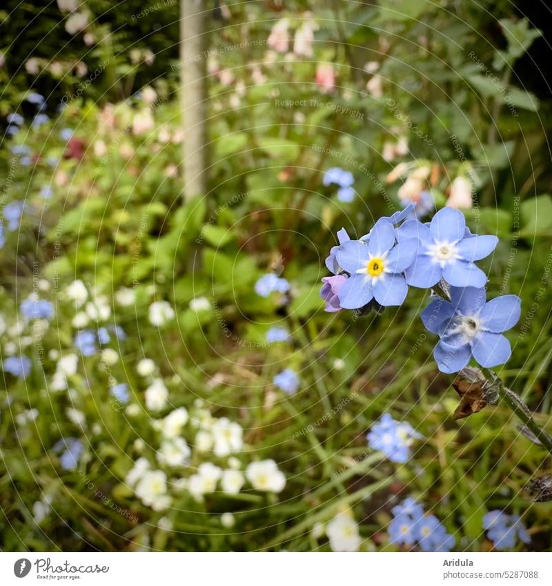 Vergissmeinnicht im Frühlingsbeet Blumen Garten Beet blühen Vergißmeinnicht Frühlingsblumen Unschärfe blau romantisch niedlich zart filigran wild wachsen
