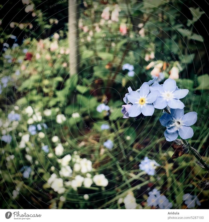 Vergissmeinnicht im Frühlingsbeet in dunkel Blumen Garten Beet blühen Vergißmeinnicht Frühlingsblumen Unschärfe blau romantisch niedlich zart filigran wild