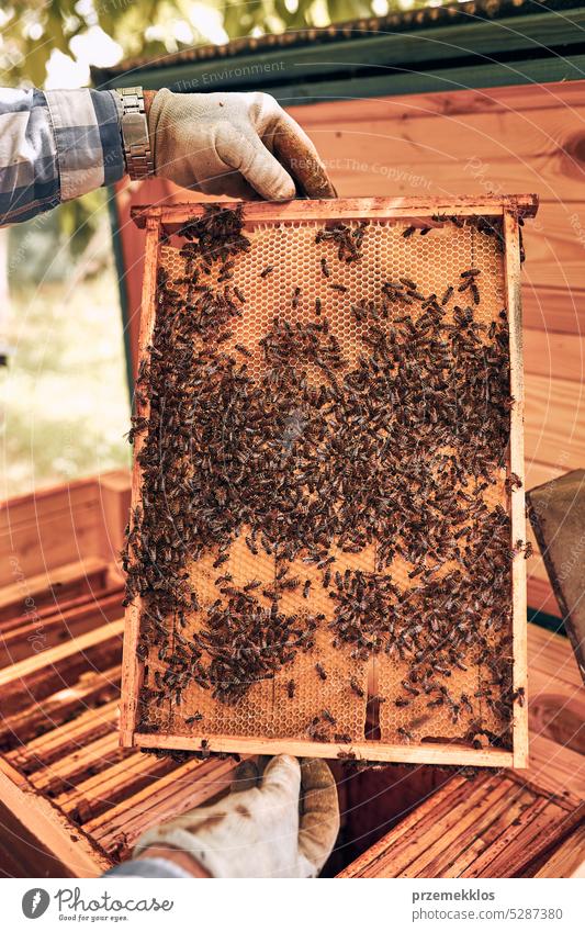 Imker bei der Arbeit im Bienenstock. Entnahme der Honigwaben aus dem Bienenstock mit Bienen auf den Waben. Erntezeit im Bienenstock Liebling Bienenkorb