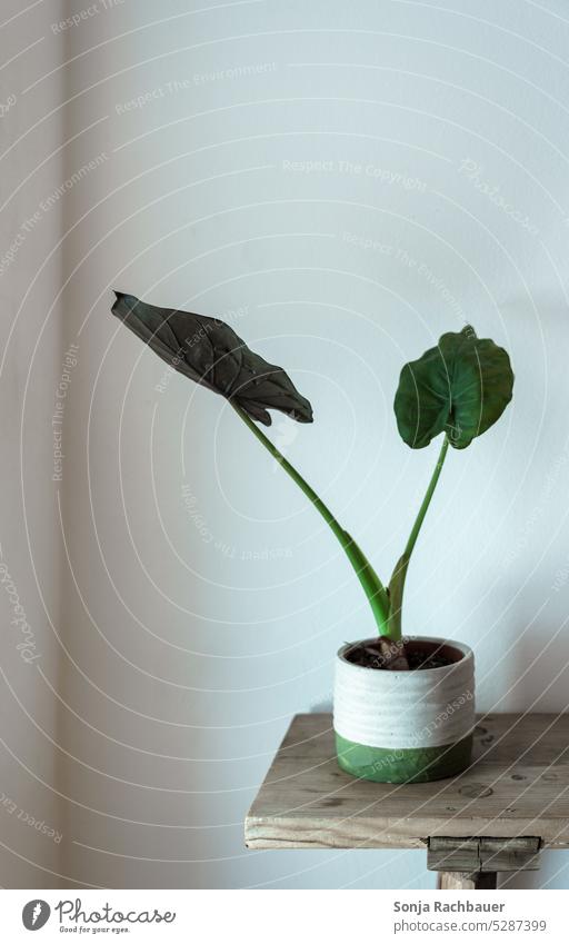 Ein Blumentopf auf einer Holzbank grün Zimmerpflanze Topfpflanze Grünpflanze Farbfoto Dekoration & Verzierung Innenaufnahme Wand weiß Tag Häusliches Leben