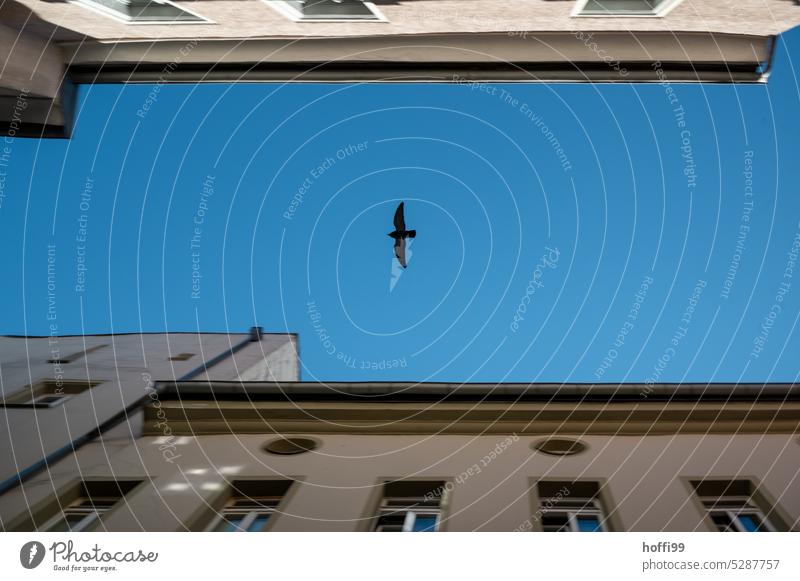 ein Vogel gleitet zwischen den Häusern vor blauem Himmel